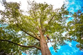 Best Emergency Tree Removal  in Smithville, MO