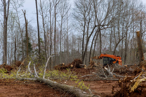 How Our Tree Care Process Works  in  Smithville, MO