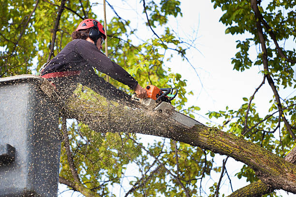 Best Tree Risk Assessment  in Smithville, MO