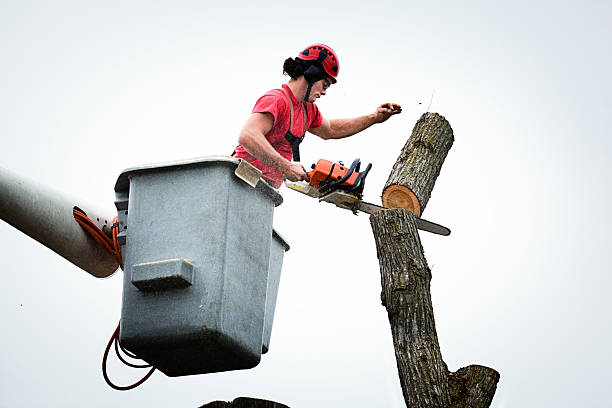 Best Storm Damage Tree Cleanup  in Smithville, MO