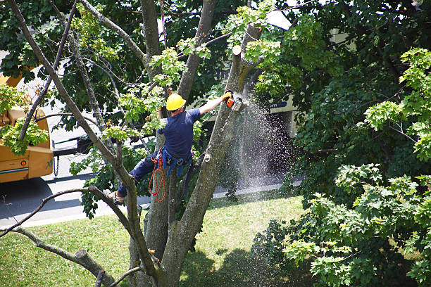 Best Hazardous Tree Removal  in Smithville, MO